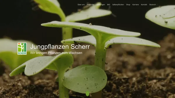 Website Screenshot: Leopold bei Jungpflanzen Scherr der Südsteiermark - Jungpflanzen Scherr - Date: 2023-06-23 12:04:25