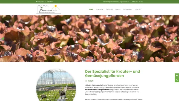 Website Screenshot: Weidenauer Jungpflanzen - Jungpflanzen von Weidenauer GmbH in Wien - Date: 2023-06-26 10:24:43