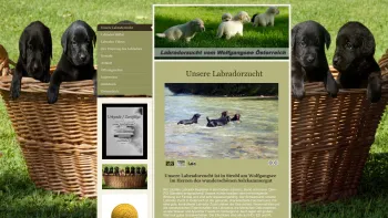 Website Screenshot: Labradorzucht vom Wolfgangsee - Labradorzucht vom Wolfgangsee Labrador Züchter Österreich - Date: 2023-06-26 10:26:41